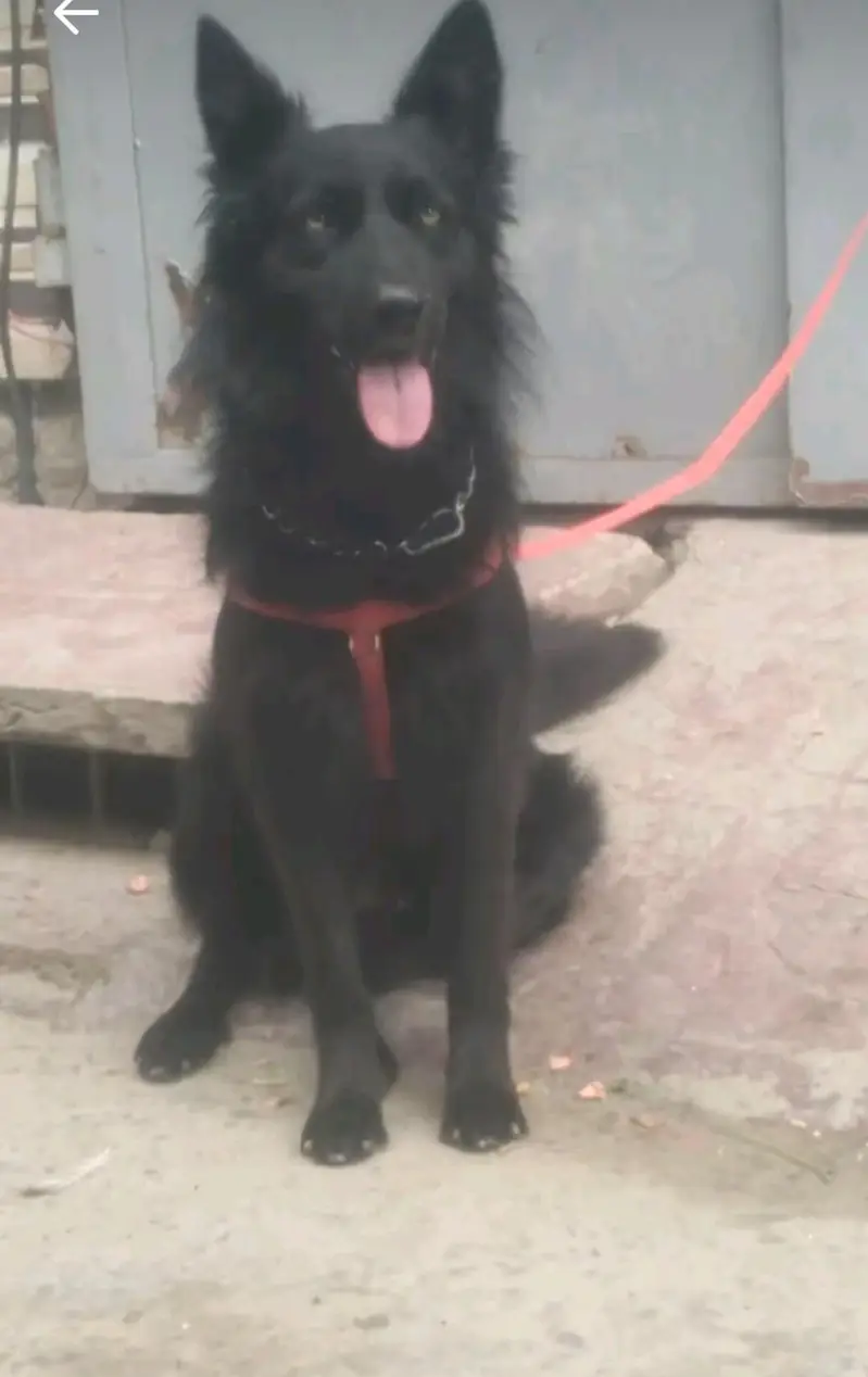 dogs for sale Black male white female — photo 3