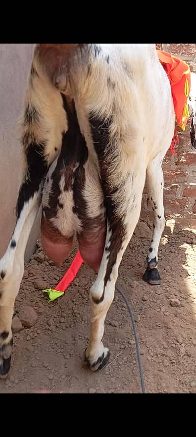 desi bakrid doodhwali for sale location Faisalabad