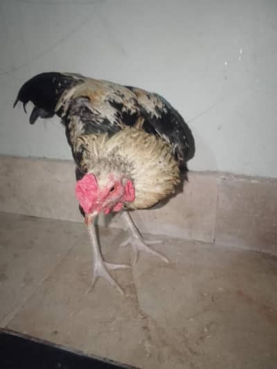 Aseel Sindhi  Murga  only 3000