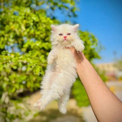 Bhalo long coated kitten