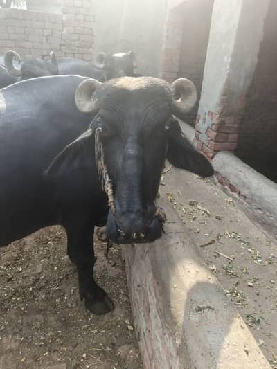 ساھیوال نسل بھینس