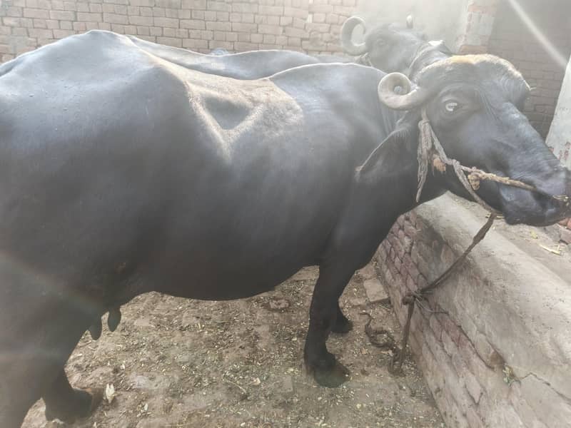 ساھیوال نسل بھینس 1