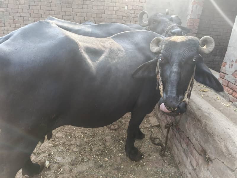ساھیوال نسل بھینس 2
