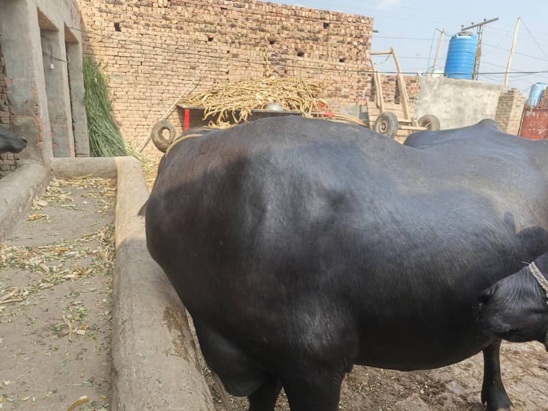 ساھیوال نسل بھینس 3
