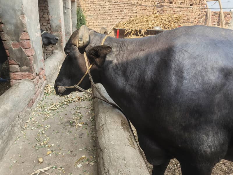 ساھیوال نسل بھینس 4