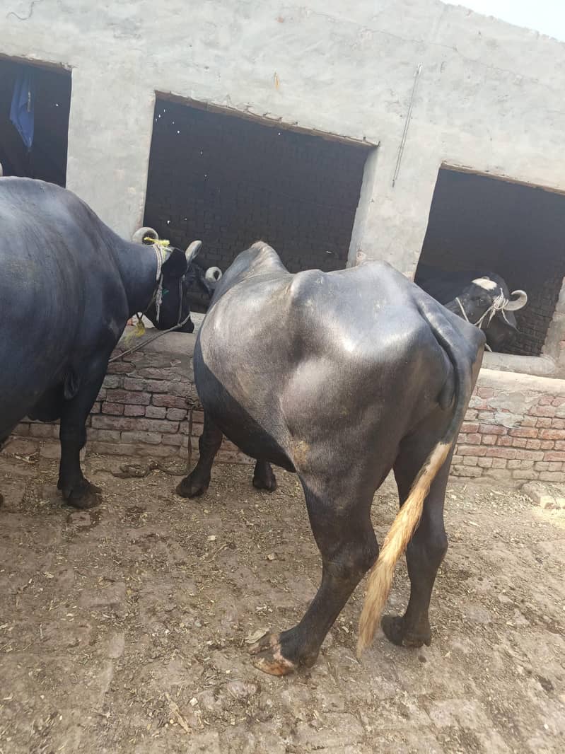 ساھیوال نسل بھینس 9