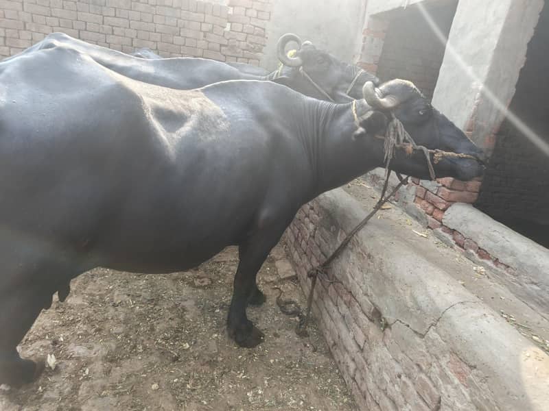 ساھیوال نسل بھینس 10