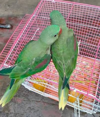 Kashmir Raw Paroot 8month age My WhatsApp Number 03296428873 for sale