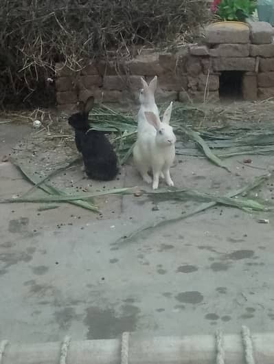 Ak male bara ak female bari 3 chota rabbits