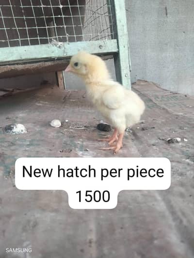 aseel mianwali chicks and breeders