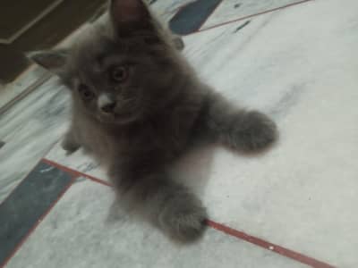 Persian kitten