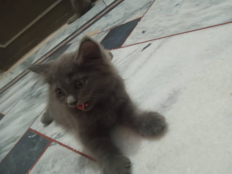 Persian kitten 1