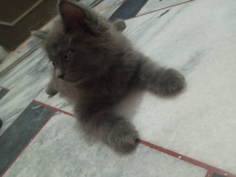 Persian kitten 2