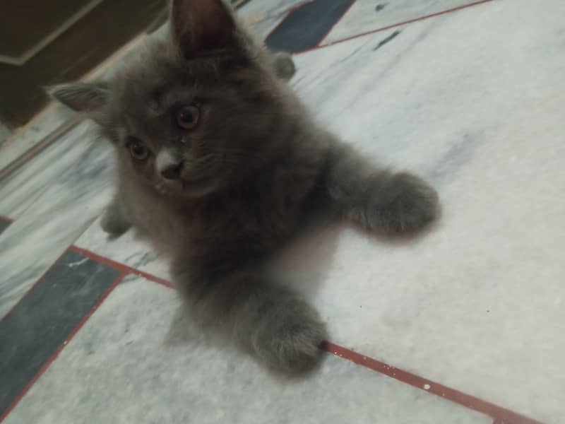 Persian kitten 3