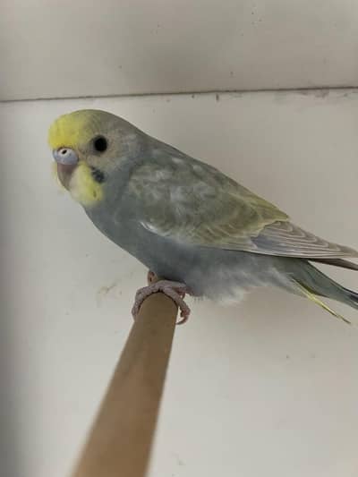 mauve Rainbow female