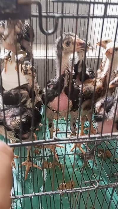 aseel thai trad 1 month chicks and pathy available with thrusted qlty
