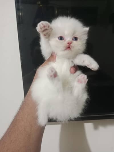 Persian kitten/ Tripple coated persian kitten/  persian Grey kitten/pu