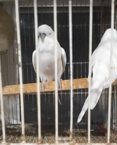 Big size Exhibition pairs/ birds for sale