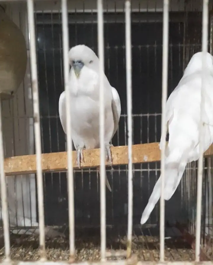 Big size Exhibition pairs/ birds for sale