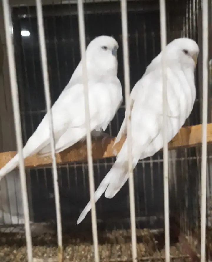Big size Exhibition pairs/ birds for sale — photo 2