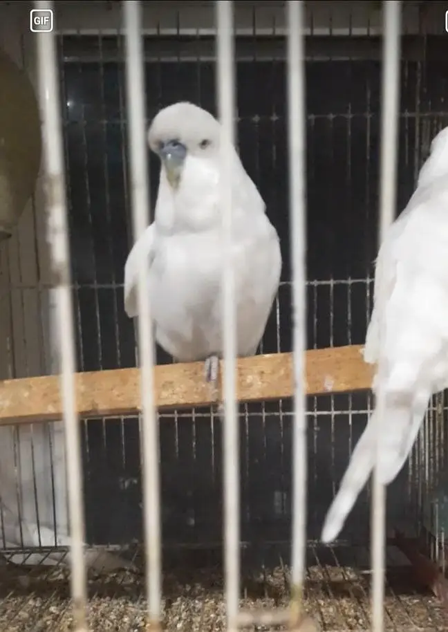 Big size Exhibition pairs/ birds for sale — photo 3