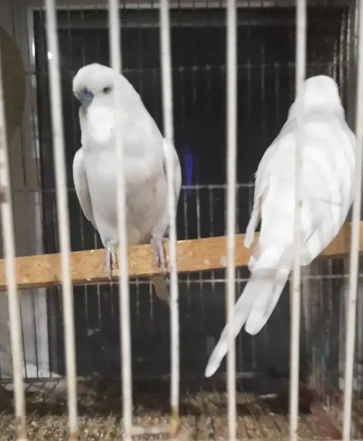 Big size Exhibition pairs/ birds for sale — photo 4