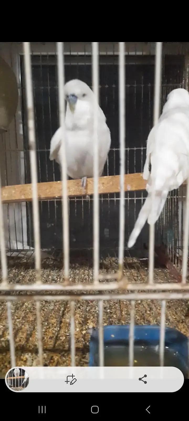 Big size Exhibition pairs/ birds for sale — photo 5