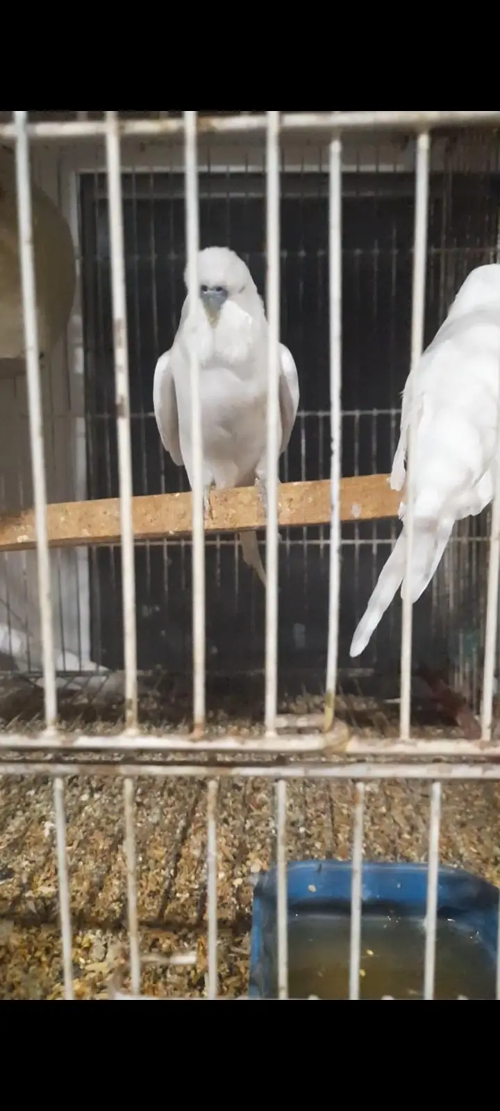 Big size Exhibition pairs/ birds for sale — photo 6