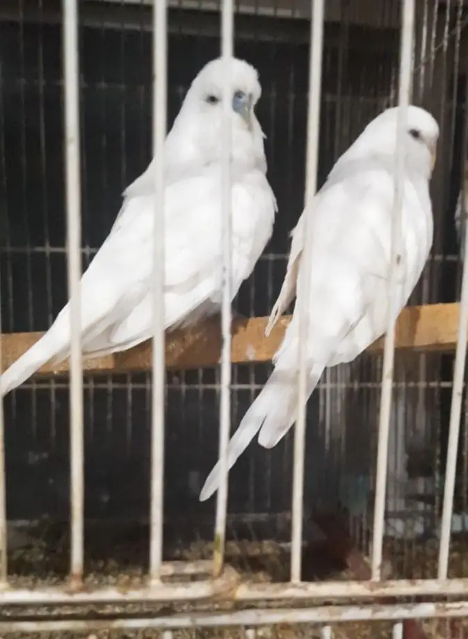 Big size Exhibition pairs/ birds for sale — photo 7