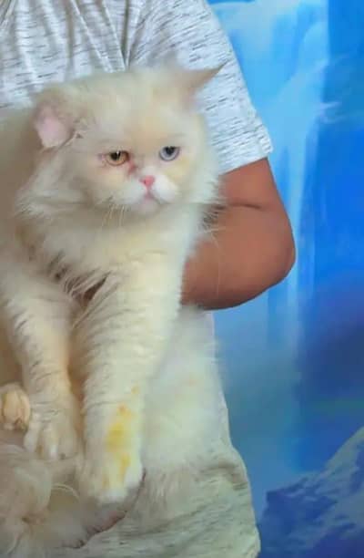 male cat for sale