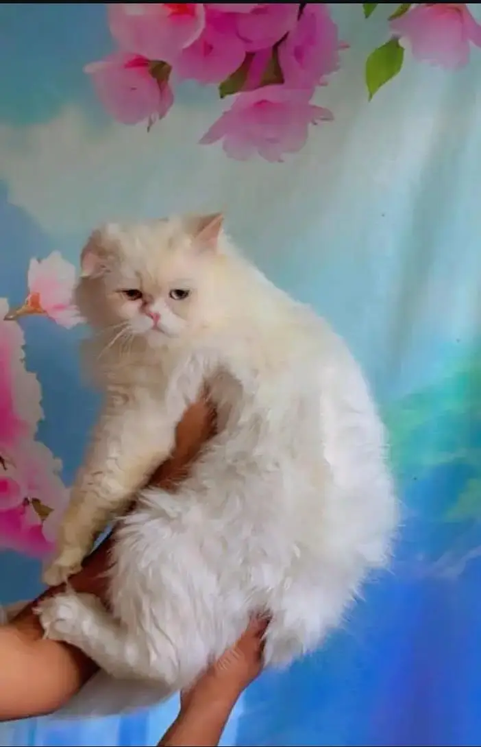 male cat for sale — photo 2