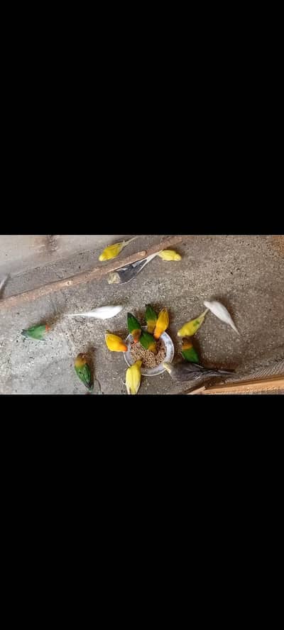 Love birds pair