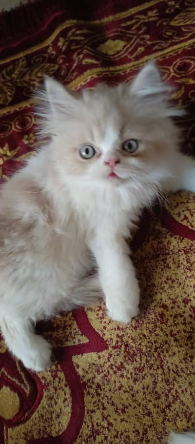 cute kittens