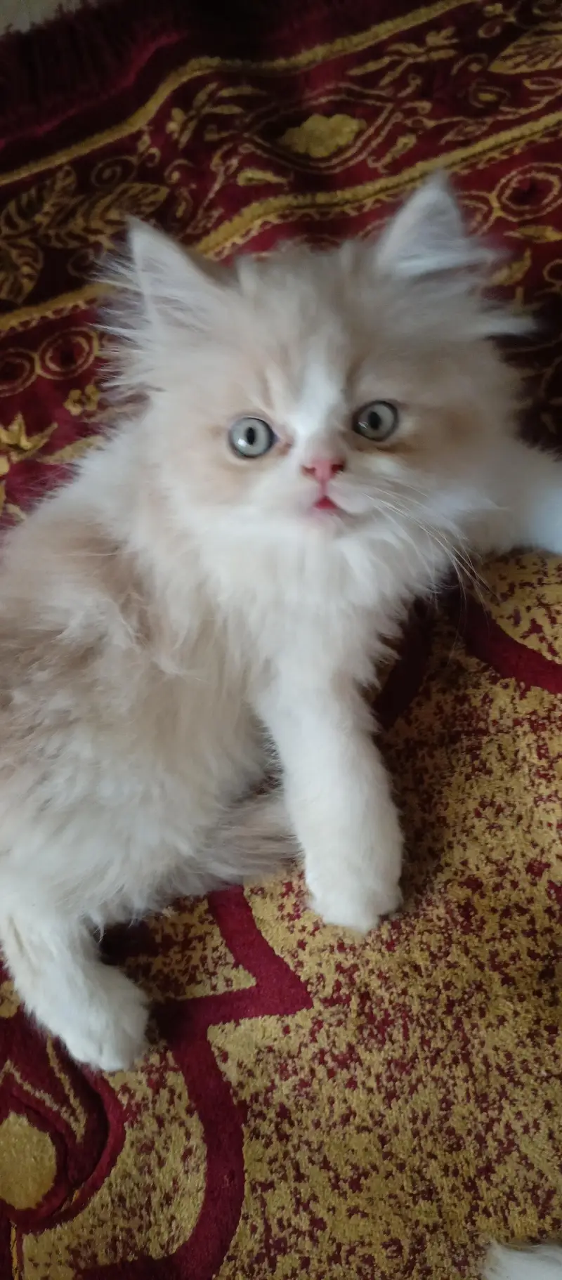 cute kittens