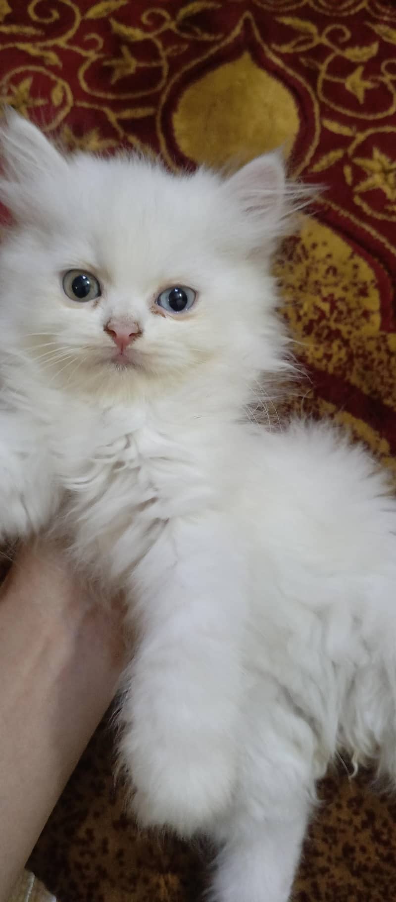 cute kittens 1