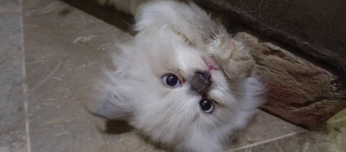 cute kittens 2