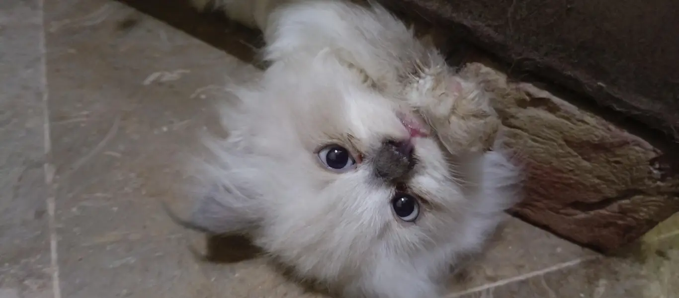 cute kittens — photo 3