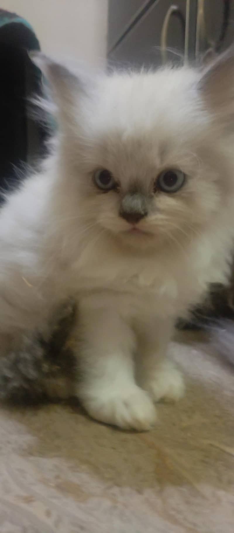 cute kittens 3