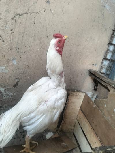 heera Aseel pair for sale