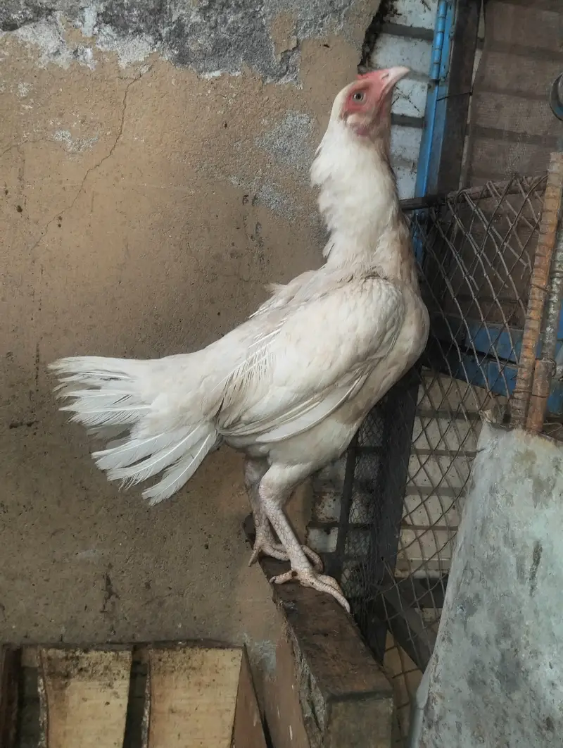 heera Aseel pair for sale — photo 2