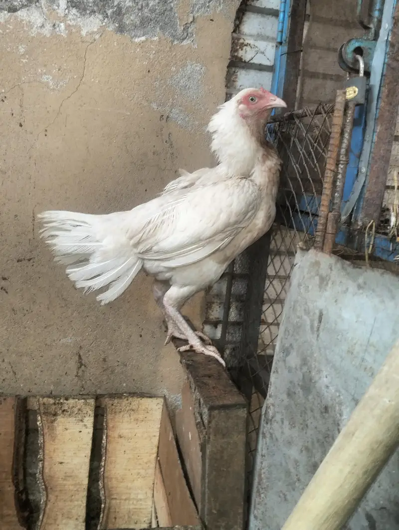 heera Aseel pair for sale — photo 3