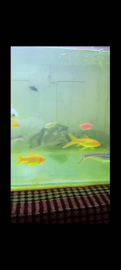 fish or aquarium 2 feet 2 inch