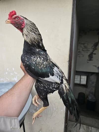 Sawa patha 4 sale