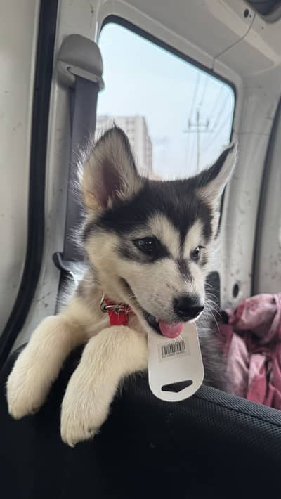 Siberian Husky