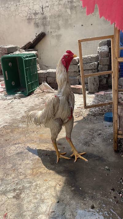 white king o Shamo
