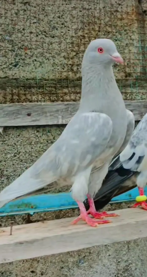 top breeder pair of salata ,teady ,35wala ,golden pair price 5500 — photo 5