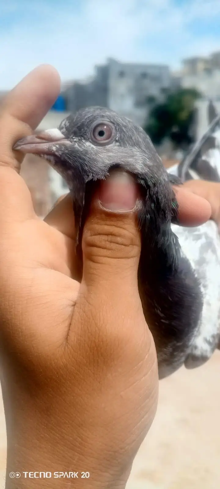 top breeder pair of salata ,teady ,35wala ,golden pair price 5500 — photo 9