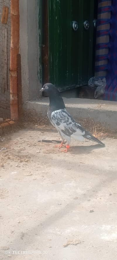 top breeder pair of salata ,teady ,35wala ,golden