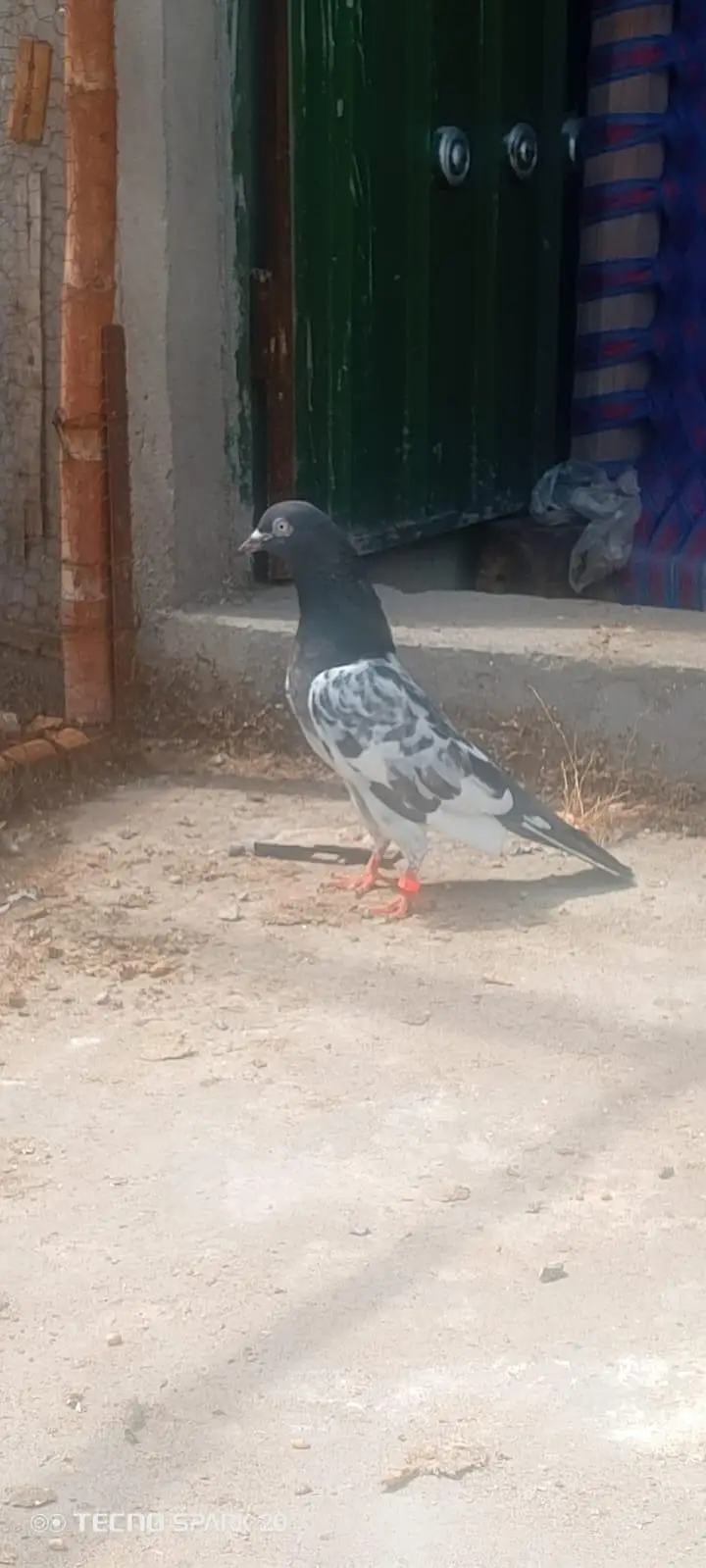 top breeder pair of salata ,teady ,35wala ,golden pair price 5500