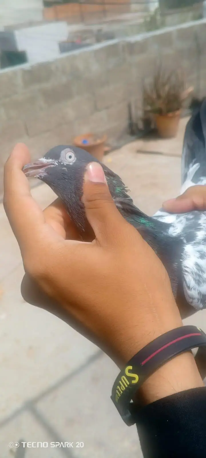 top breeder pair of salata ,teady ,35wala ,golden pair price 5500 — photo 2